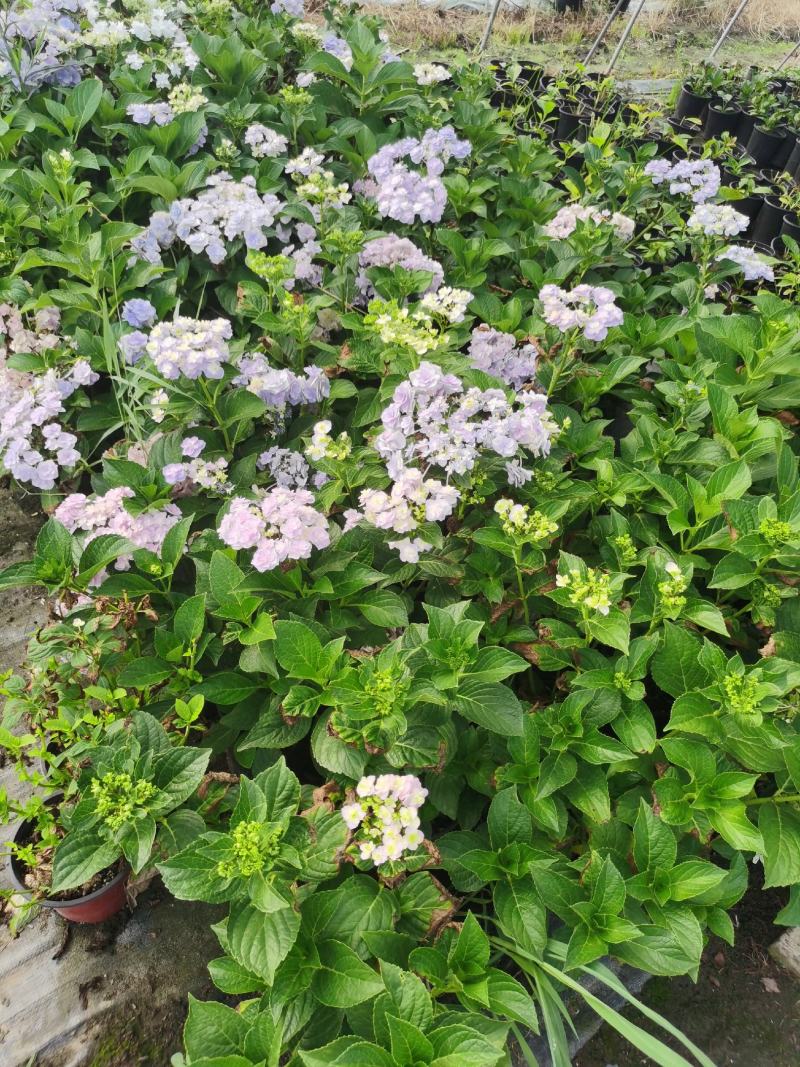 八鲜花，：盆栽八鲜花绣球花