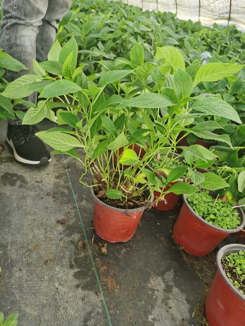 八鲜花，：盆栽八鲜花绣球花