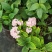 八鲜花，：盆栽八鲜花绣球花
