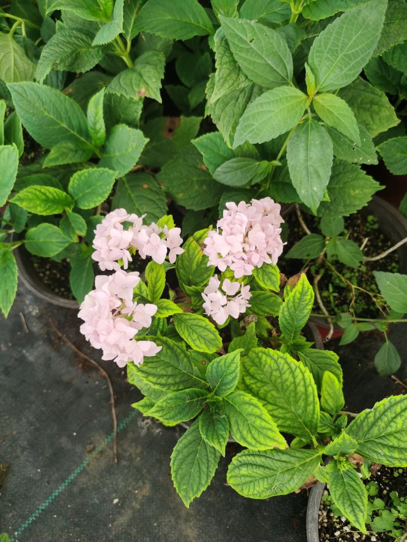 八鲜花，：盆栽八鲜花绣球花