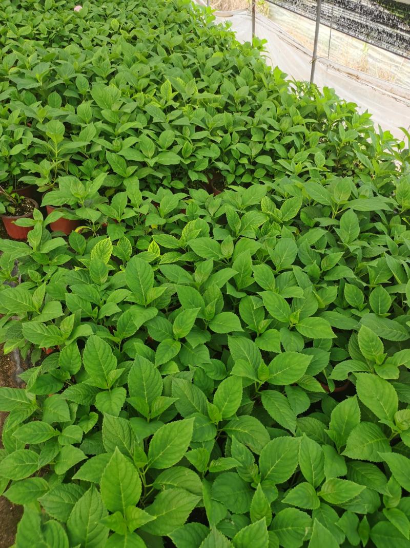 八鲜花，：盆栽八鲜花绣球花