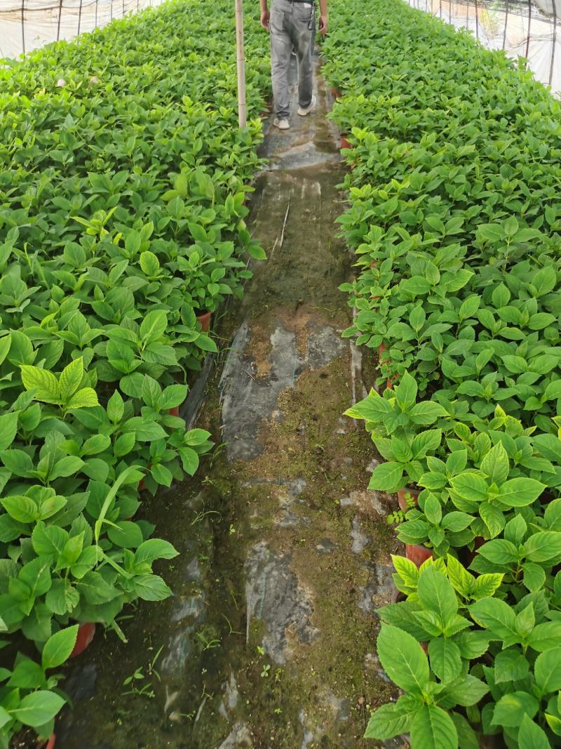 八鲜花，：盆栽八鲜花绣球花