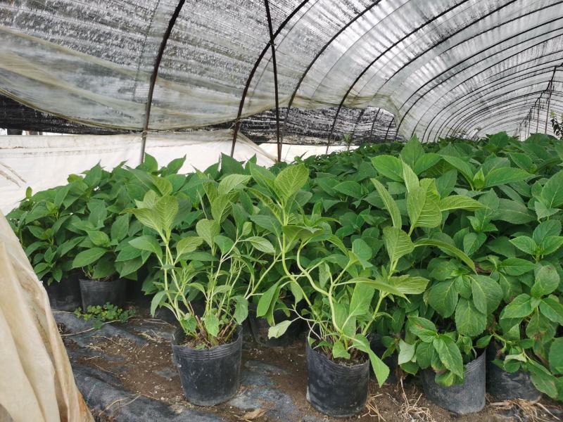 八鲜花，：盆栽八鲜花绣球花