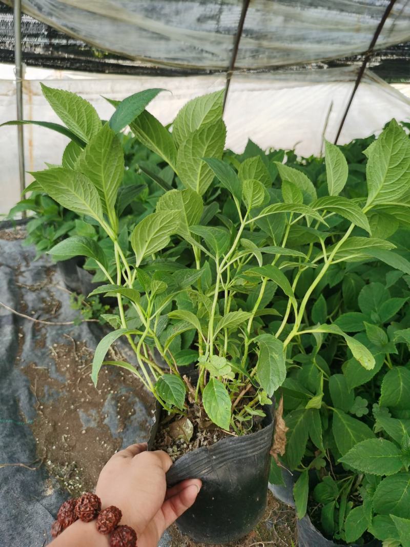 八鲜花，：盆栽八鲜花绣球花