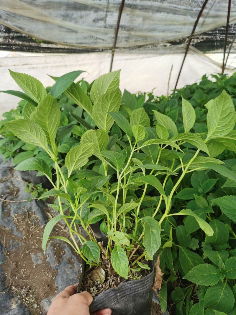 八鲜花，：盆栽八鲜花绣球花