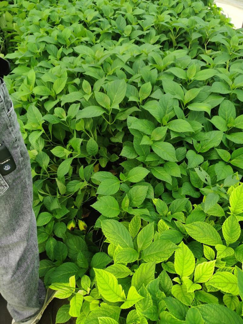 八鲜花，：盆栽八鲜花绣球花