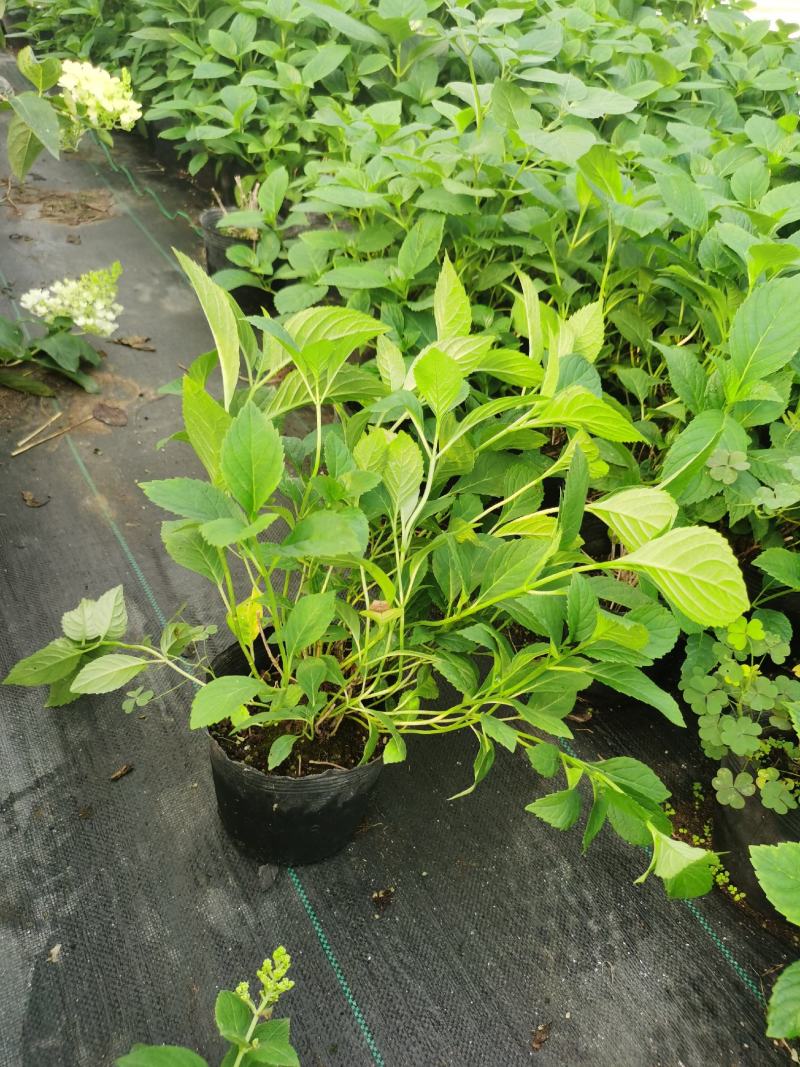 八鲜花，：盆栽八鲜花绣球花