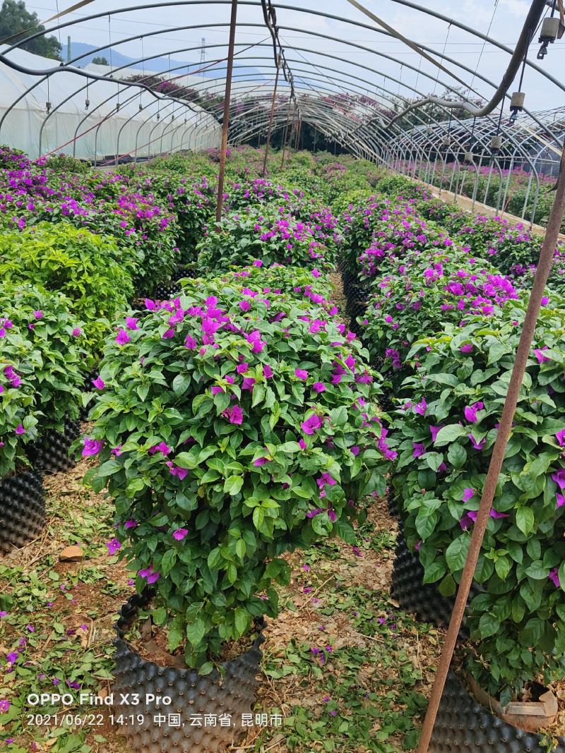 叶子花