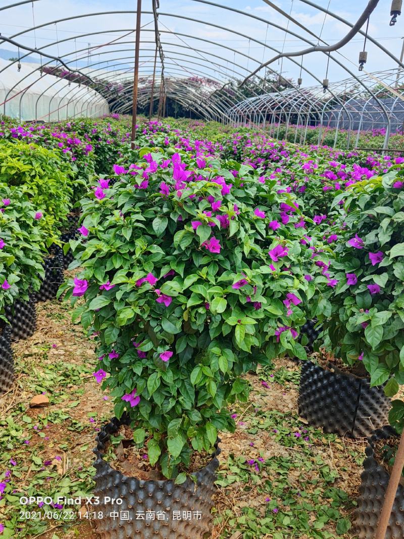 叶子花