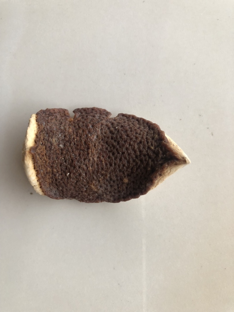 陈皮