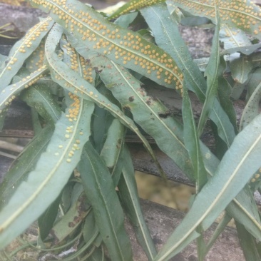 野生化石草