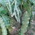 野生化石草