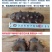 包邮大连淡干海参干货500g纯海底刺参辽参非鲜活即食海参