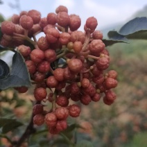 花椒（大红袍狮子头）