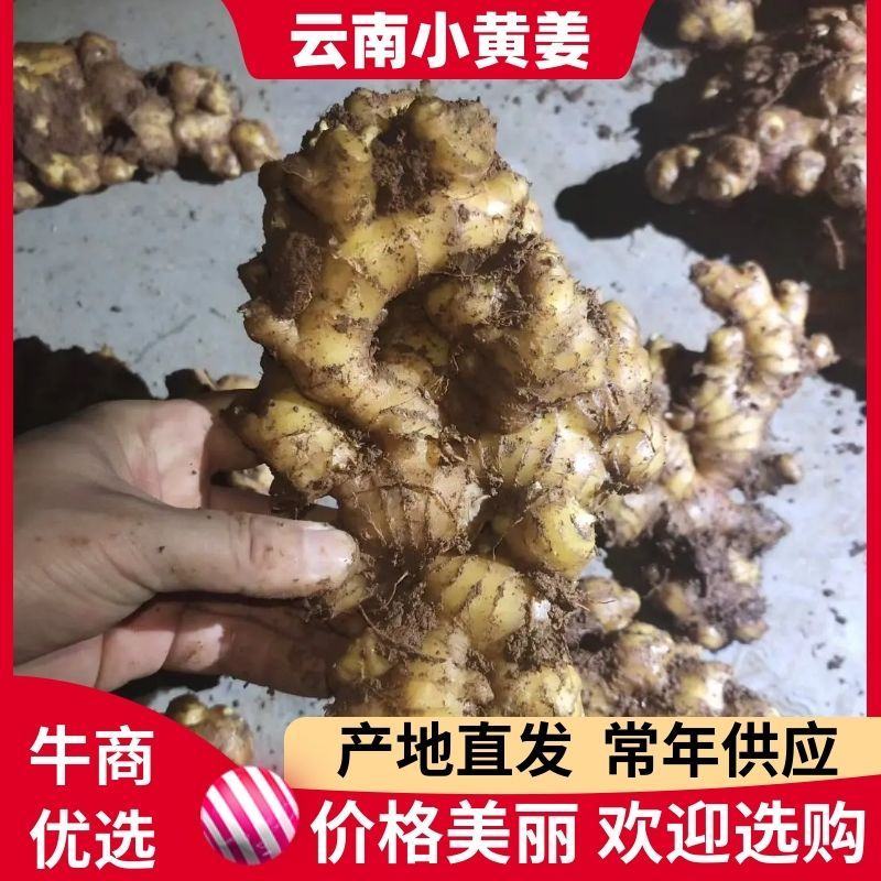 小黄姜云南生姜大量上市中价格以后产地直发欢迎联系