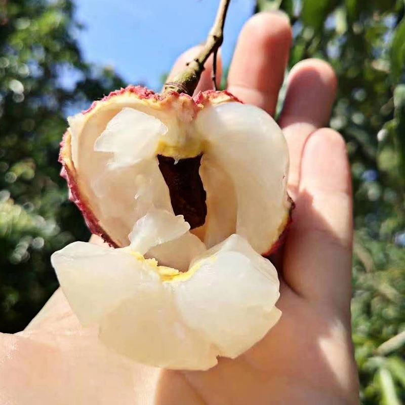 蜜丁香