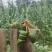 广西灰水粽子