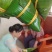 广西灰水粽子