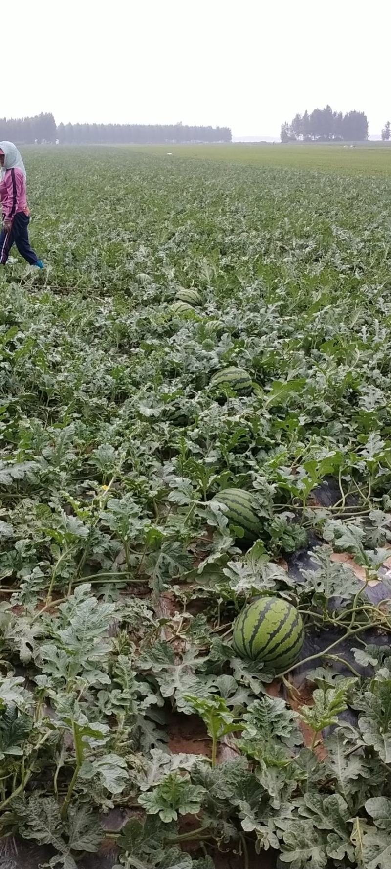 辽宁西瓜甜王西瓜一手货源产地直发大量上市价格公道皮薄多汁