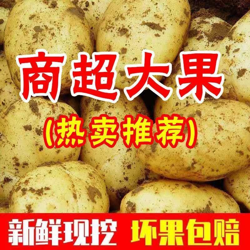 荷兰十五土豆二两起步精品土豆品种规格齐全新鲜土豆直发