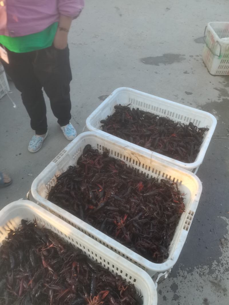 精品小龙虾