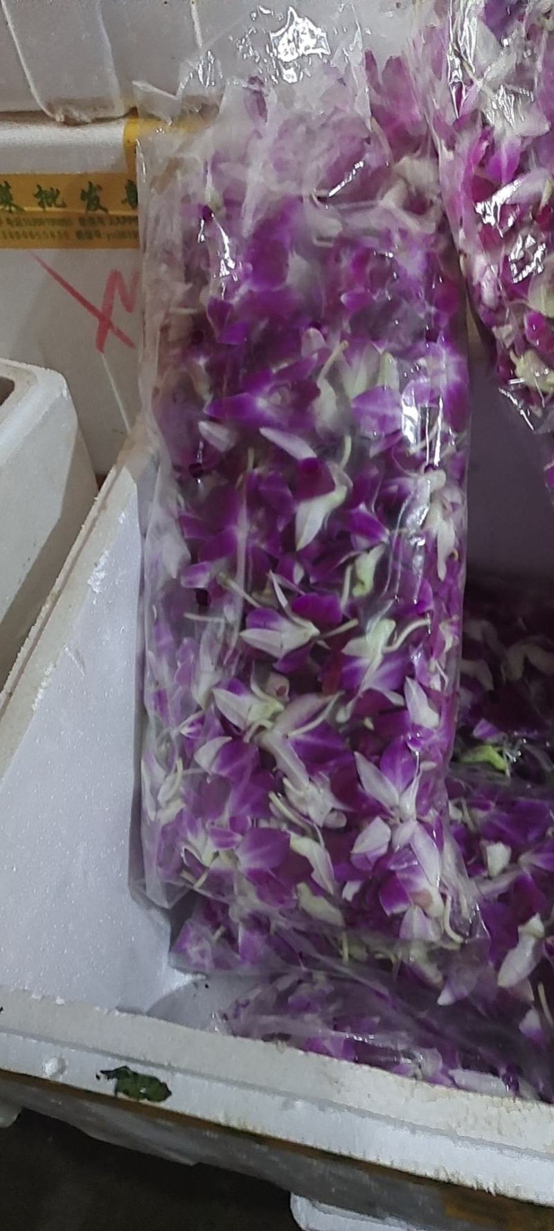 杨兰
