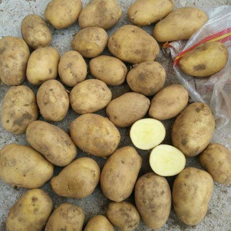 东北土豆精品希森土豆长期供应一手货源欢迎视频看货实地考察