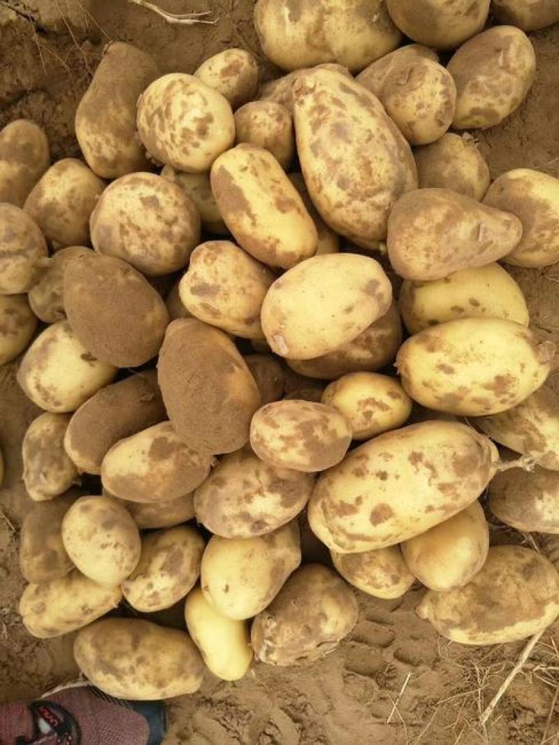 东北土豆精品希森土豆长期供应一手货源欢迎视频看货实地考察