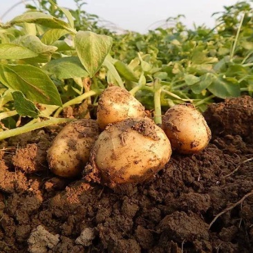 东北土豆精品希森土豆长期供应一手货源欢迎视频看货实地考察