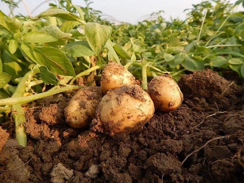 东北土豆精品希森土豆长期供应一手货源欢迎视频看货实地考察