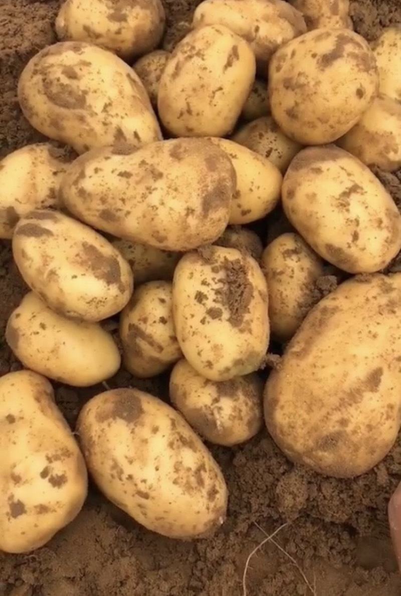 东北土豆精品希森土豆长期供应一手货源欢迎视频看货实地考察