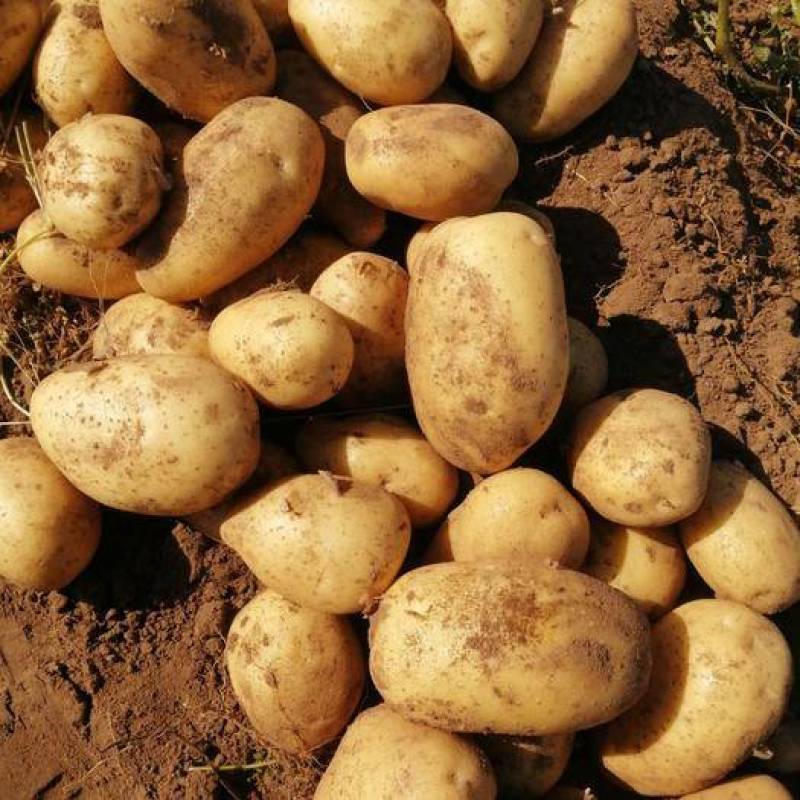 东北土豆精品希森土豆长期供应一手货源欢迎视频看货实地考察
