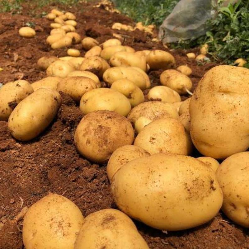 黄心土豆，226，荷兰系列7，15齐全一站式采购保质保量