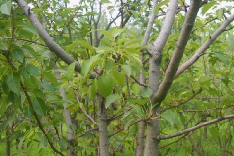 梨树品种梨树8分树形良好苗圃直发成活高，有需要的抓紧了