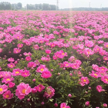 白芍芽头亳州本地蒲棒白芍芽头线蒲棒