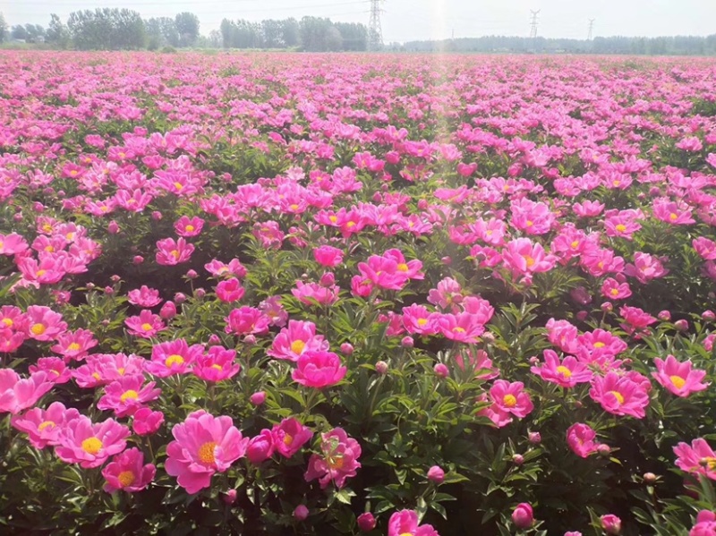 白芍芽头亳州本地蒲棒白芍芽头线蒲棒