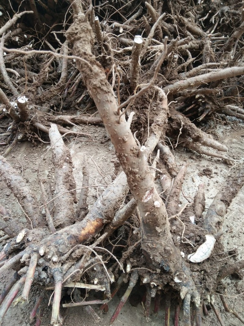 白芍芽头亳州本地蒲棒白芍芽头线蒲棒