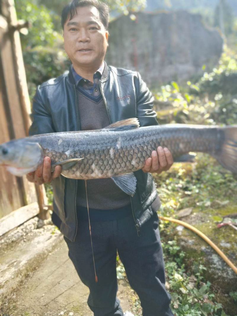大山之中自家荒野外养十年上的鱼如若口感不佳包退
