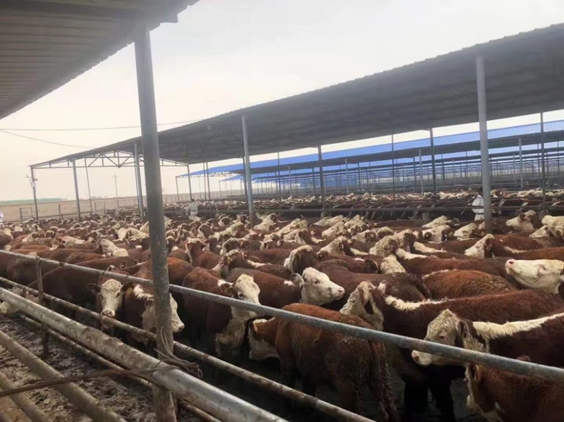 西门塔尔牛价格合适肉牛基地直发全国接单视频看货