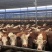 西门塔尔牛价格合适肉牛基地直发全国接单视频看货