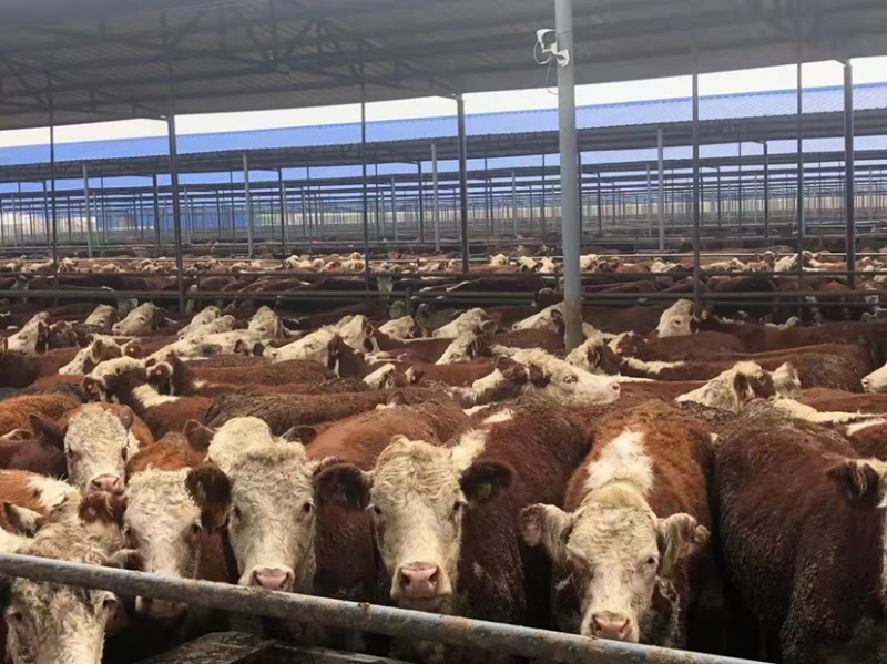 西门塔尔牛价格合适肉牛基地直发全国接单视频看货