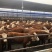 西门塔尔牛价格合适肉牛基地直发全国接单视频看货