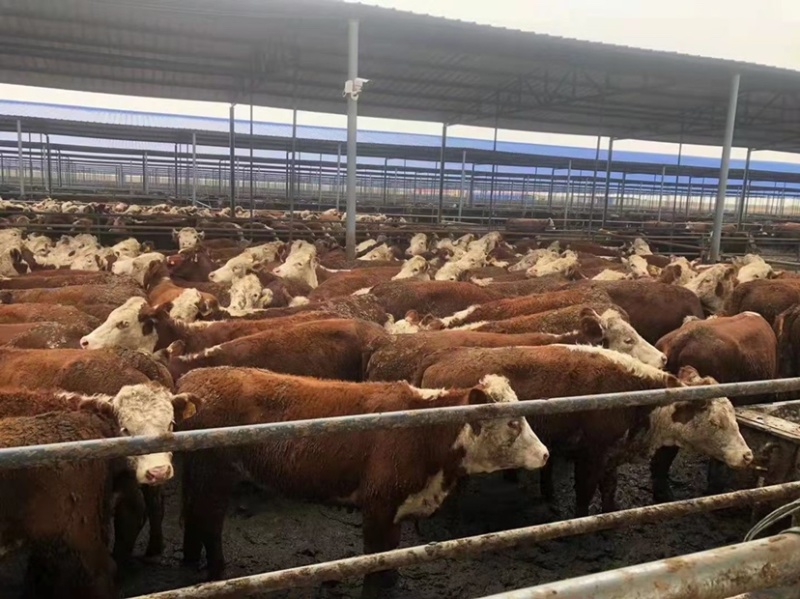 西门塔尔牛价格合适肉牛基地直发全国接单视频看货