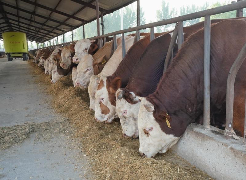西门塔尔牛价格合适肉牛基地直发全国接单视频看货