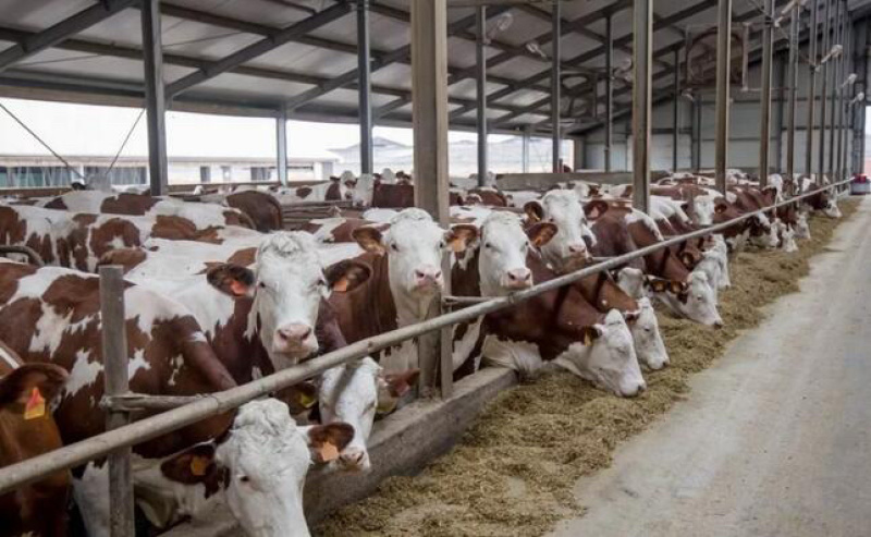 西门塔尔牛价格合适肉牛基地直发全国接单视频看货