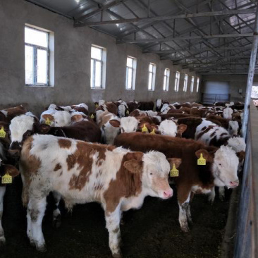 西门塔尔牛价格合适肉牛基地直发全国接单视频看货