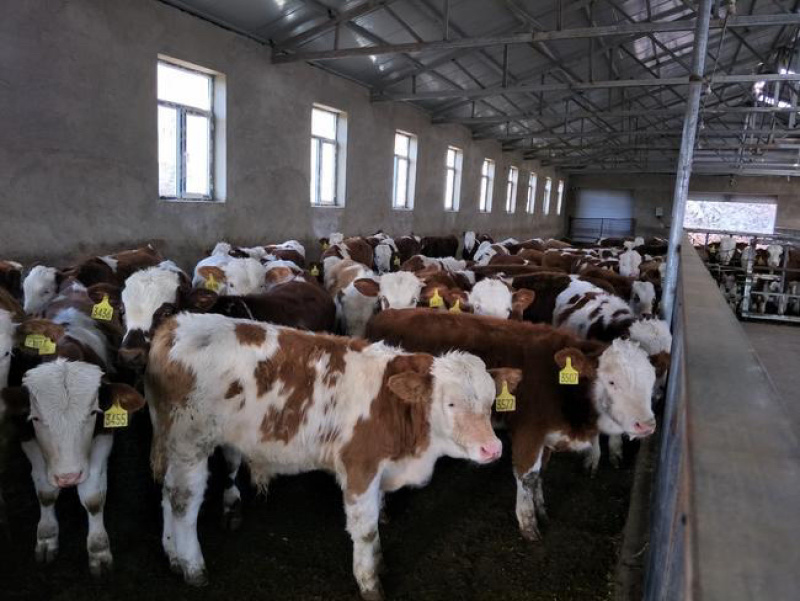西门塔尔牛价格合适肉牛基地直发全国接单视频看货