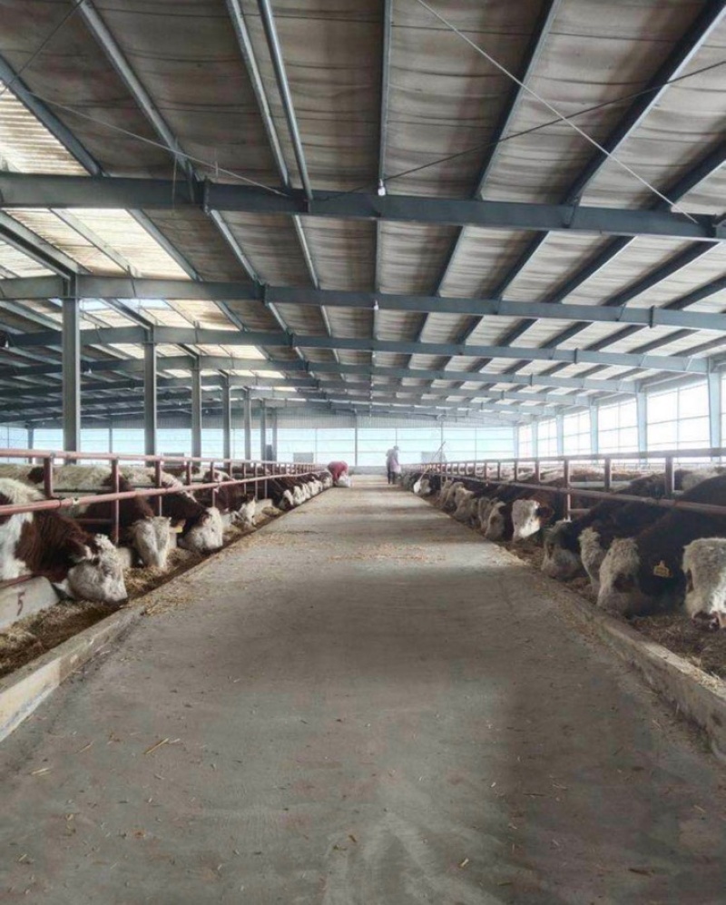 西门塔尔牛价格合适肉牛基地直发全国接单视频看货