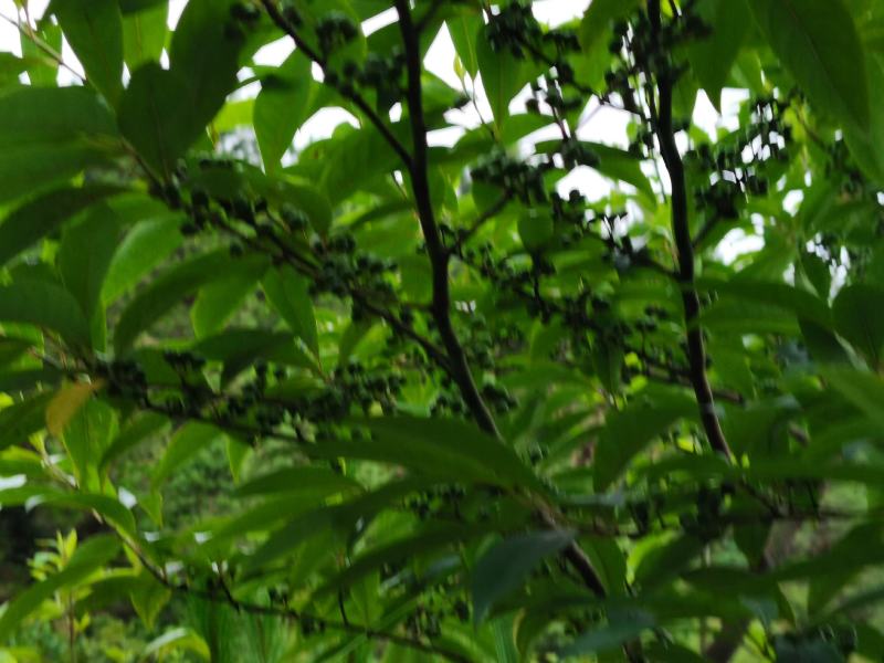 野生新鲜山胡椒果山苍子木姜子湖南江华