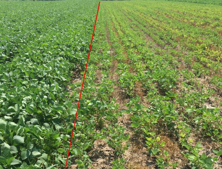 甘蔗田间生长对比图